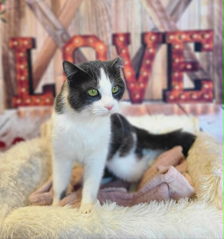 Picture of the Animal Listed